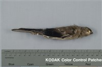 藏品(褐鷽)的圖片